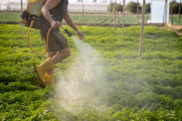 Best Wasp Removal Services  in Calverton, NY