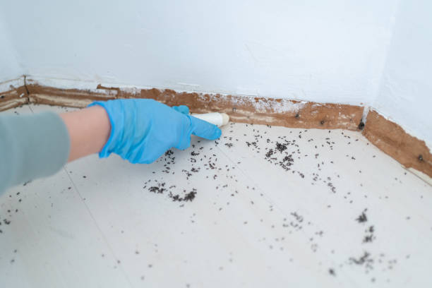 Best Insect Control  in Calverton, NY